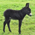 donkey