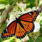 Monarch Butterfly