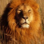 lion