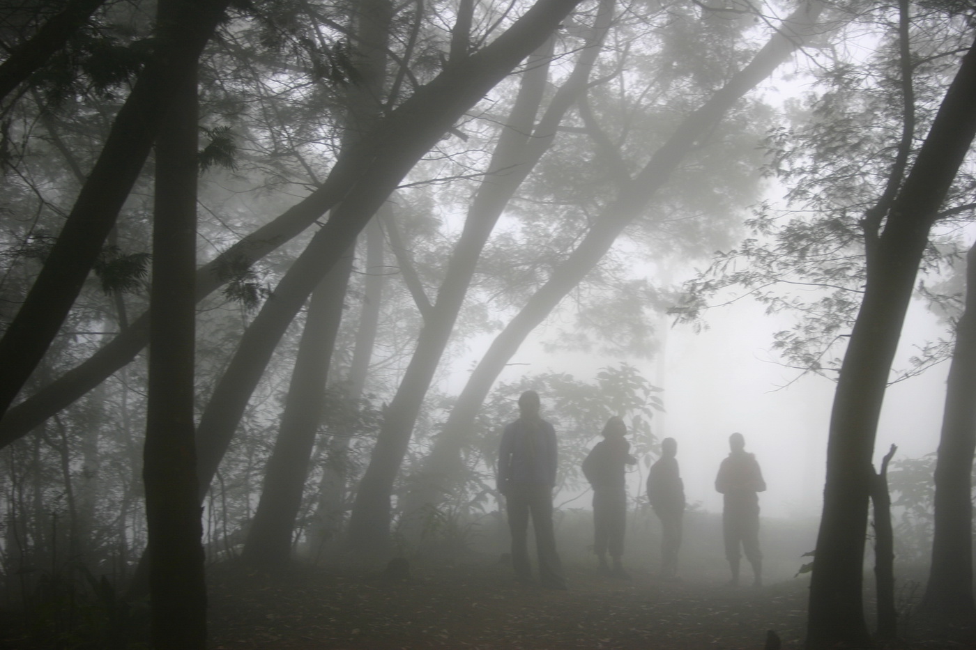 life without our calling is like a fog: Foggy forrest