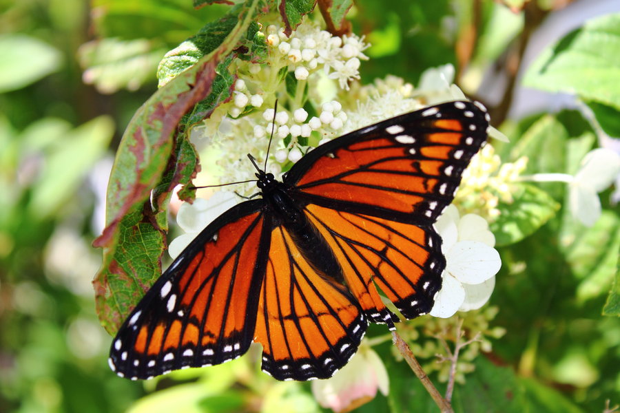 Monarch Butterfly