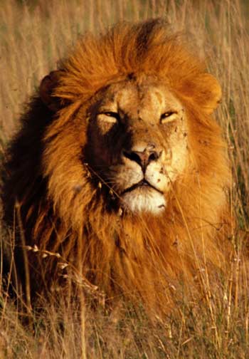 lion