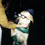 guide dog glasses