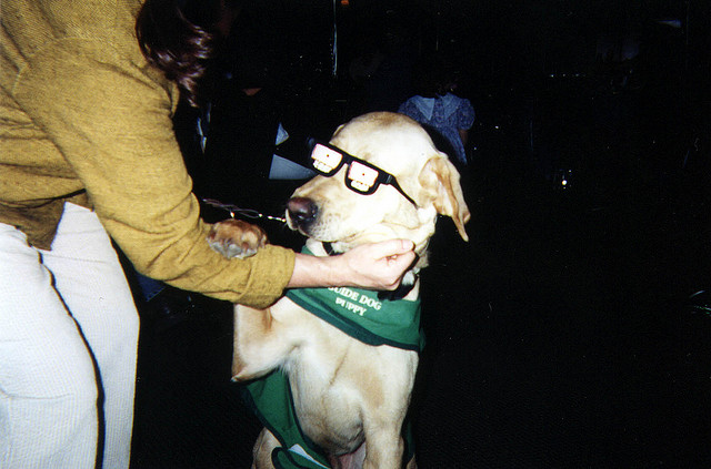 guide dog glasses