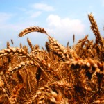 wheat