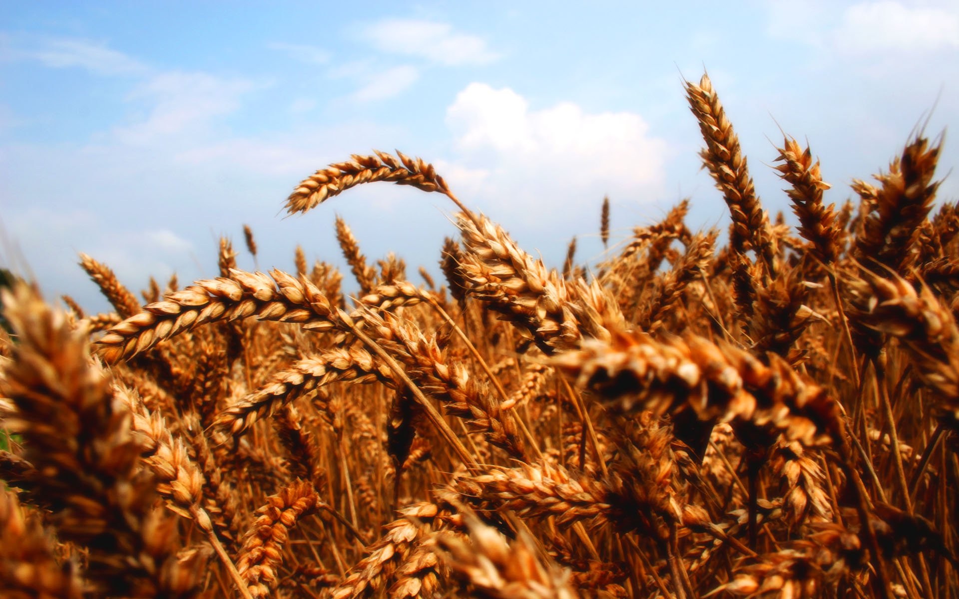 wheat