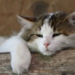 fatigue-cat