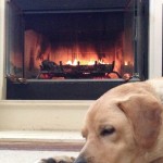 sleeping dog - cropped