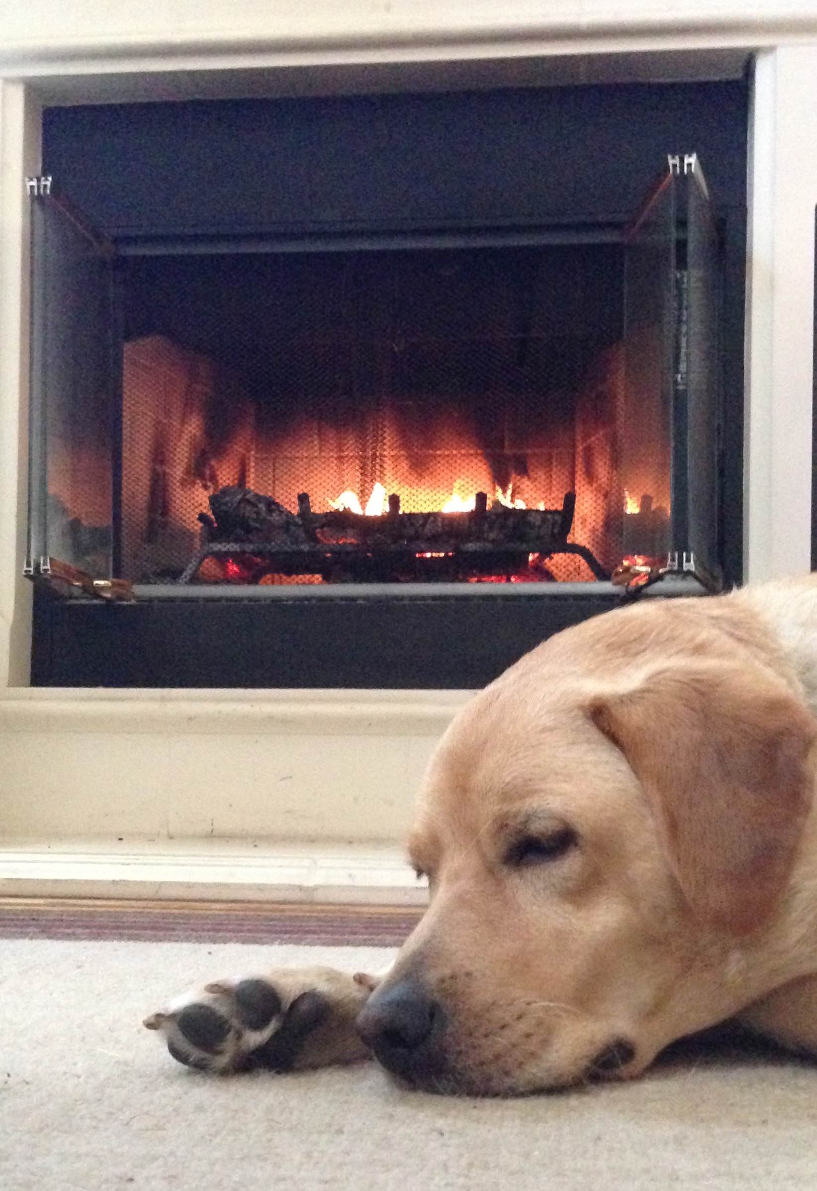 sleeping dog - cropped