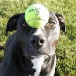 Dog balancing ball on nose