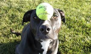 Dog balancing ball on nose