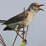 mockingbird