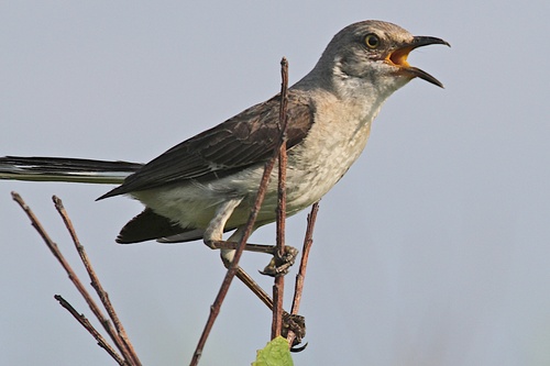mockingbird