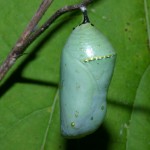Monarch Chrysalis