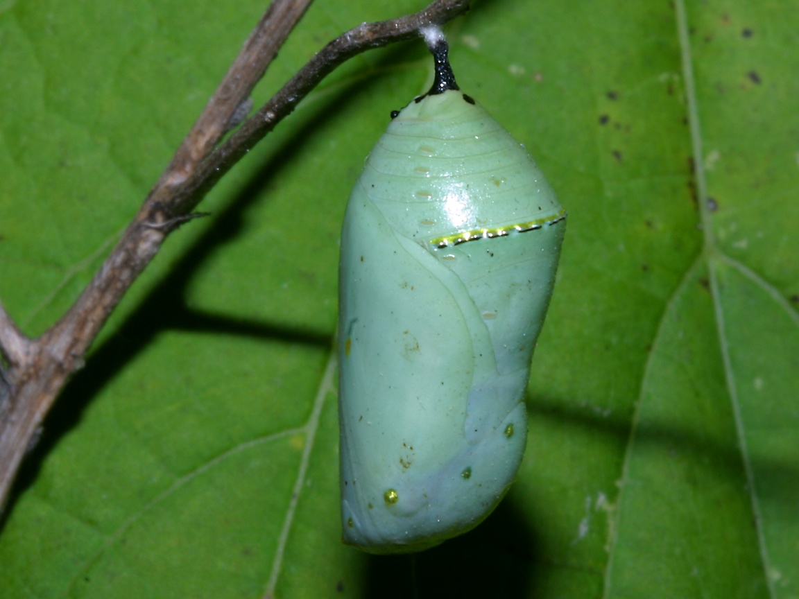 Monarch Chrysalis