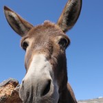 Close up of a donkey