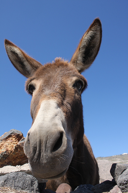 Close up of a donkey