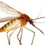 mosquito