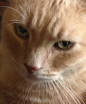 My cat, Calvin