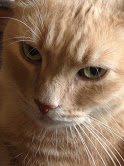 My cat, Calvin