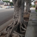 trees with roots