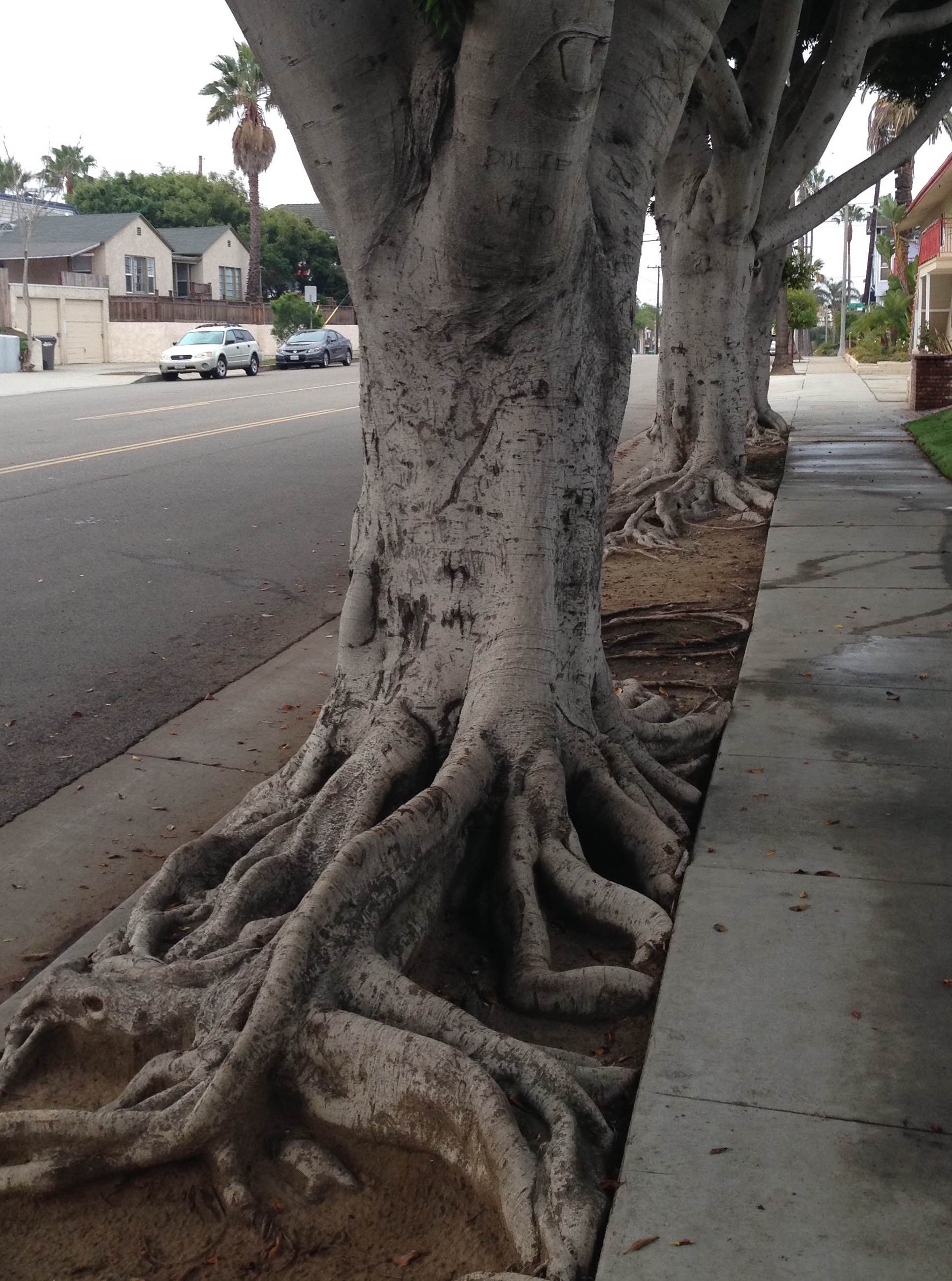 trees with roots