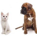 cat and dog