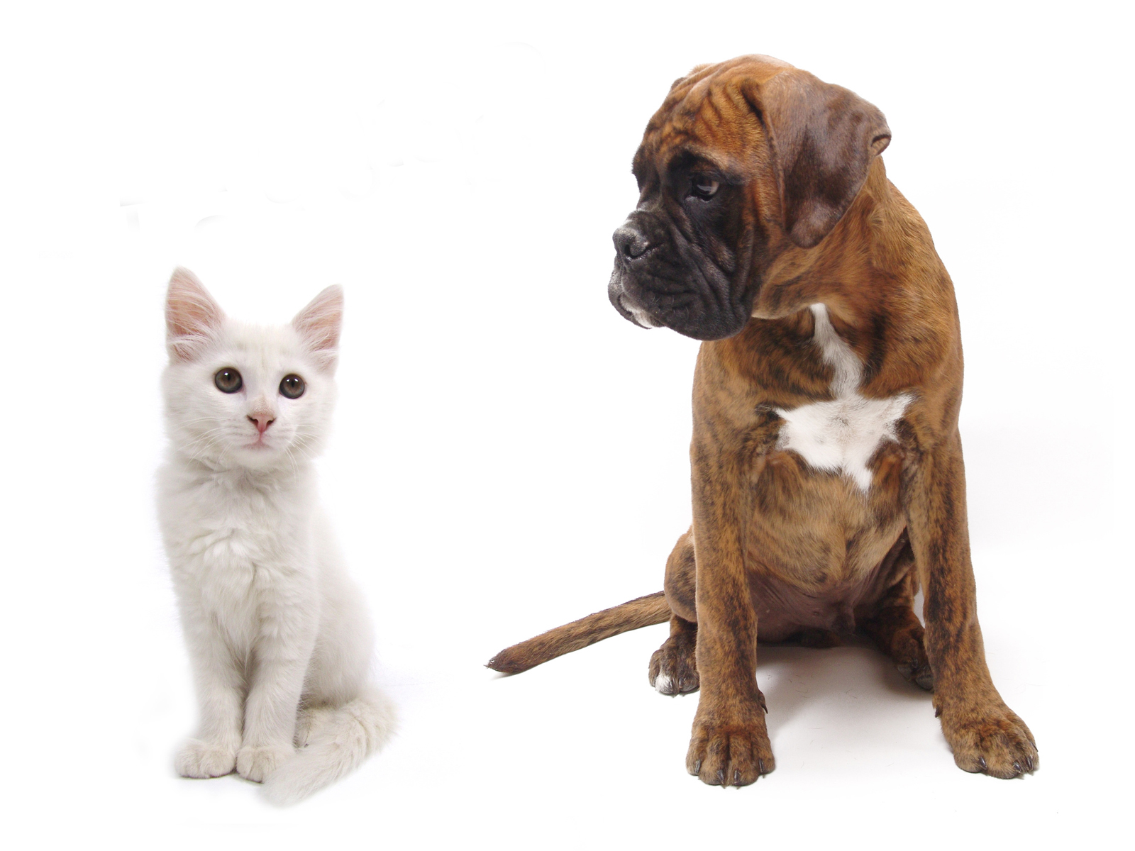 cat and dog