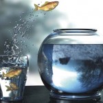 fish leaping