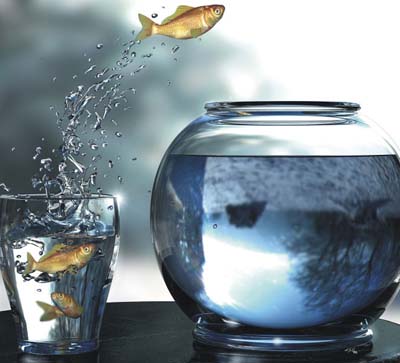 fish leaping