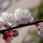 Blossoming almond tree