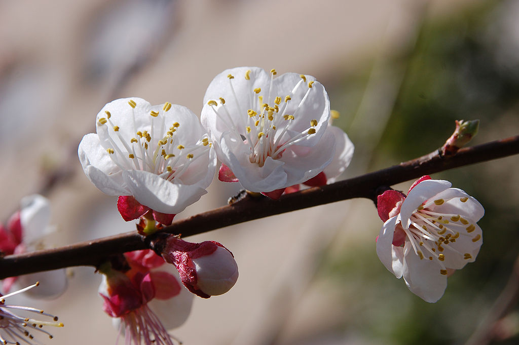 Blossoming almond tree