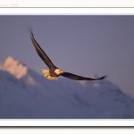 eagle soaring, not down