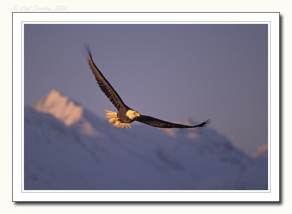 eagle soaring