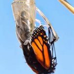 butterfly emerging
