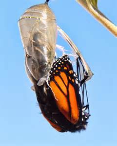 butterfly emerging