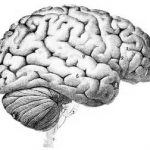 brain