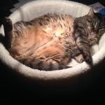 A big tabby cat laying on his back