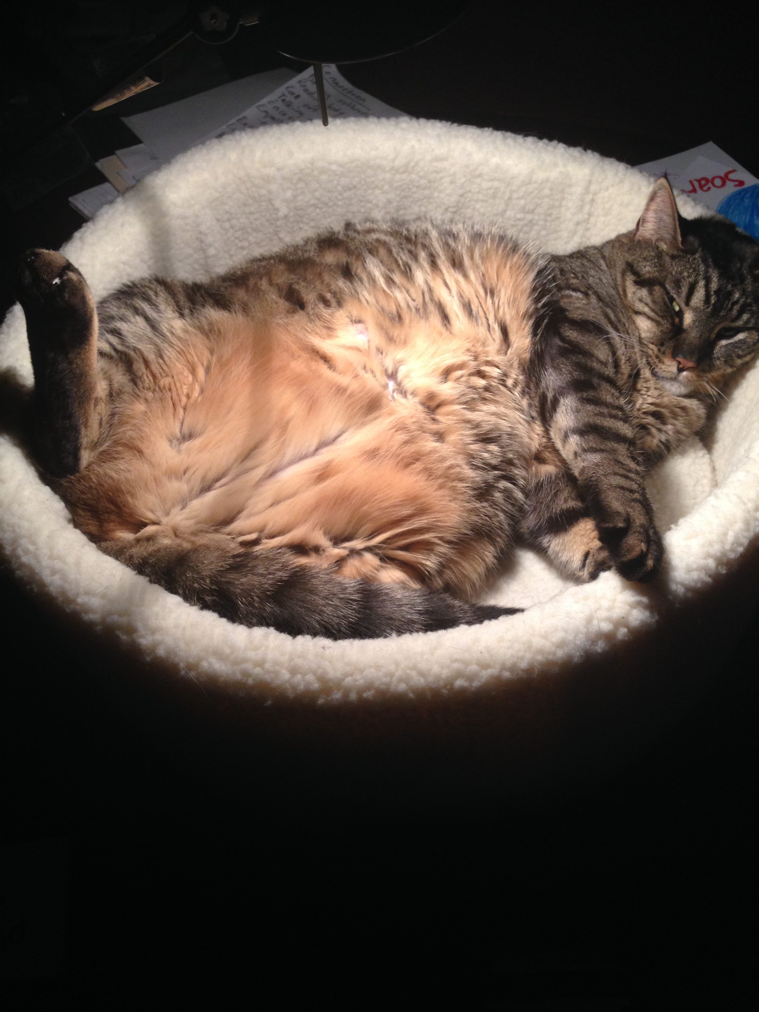 A big tabby cat laying on his back