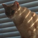 picture of my little beige tabby cat Calvin