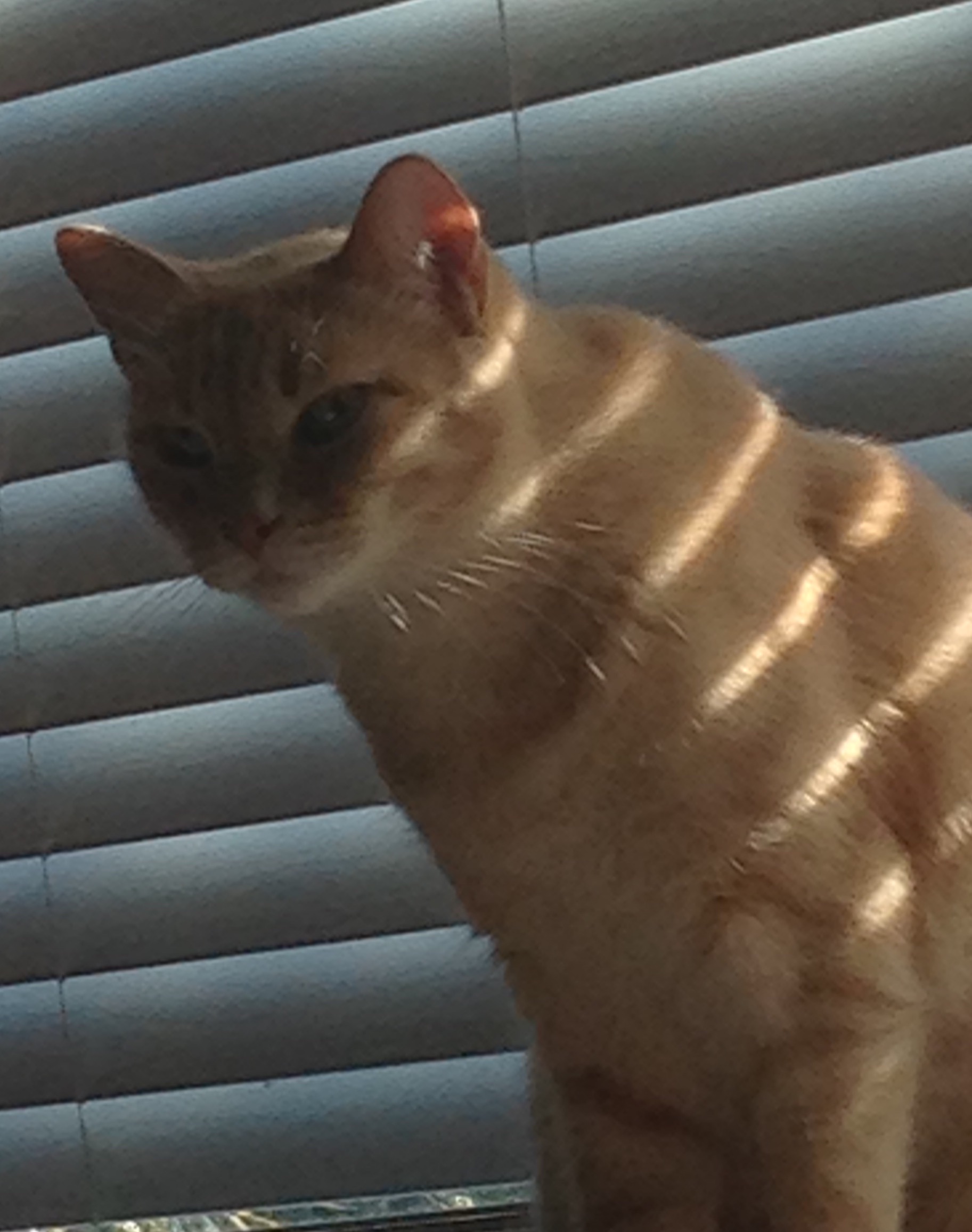 picture of my little beige tabby cat Calvin